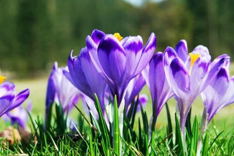 Spring purple crocuses closeup. spring flowers Stock Photos