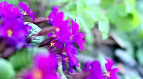 Spring Purple Flower 4 Stock Footage 39385725