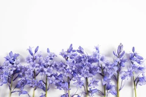 Spring purple flowers below on a table Stock Photos