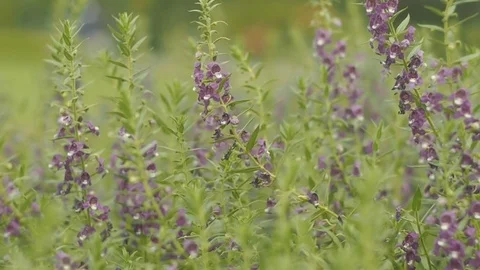 Spring purple flowers field Stock Footage 84470829