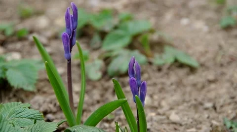 Spring purple flowers Stock Footage 49208548