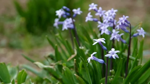 Spring purple flowers Stock Footage 49208569
