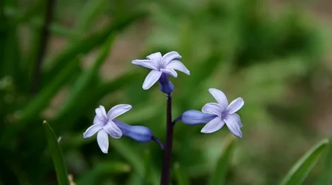 Spring purple flowers Stock Footage 49722439