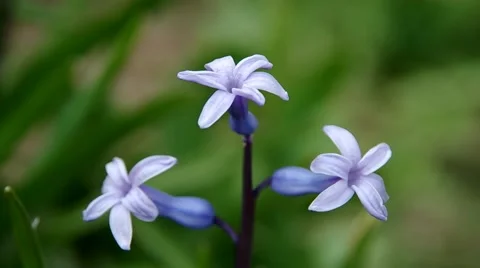 Spring purple flowers Stock Footage 50425413