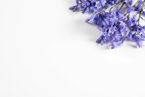 Spring purple flowers on a table Stock Photos