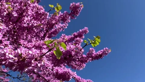 Spring purple pink blossom tree violet tree Judas tree Stock Footage 271177461