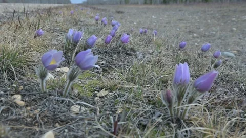 Spring purple Prairie Crocus with yellow centers moving in a light wind. Stock Footage 302208643