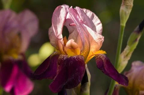Spring Purple - Purple Iris. Willamette Valley, Oregon. Stock Photos
