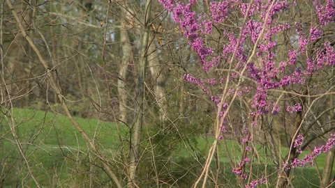 Spring purple tree buds Stock Footage 74774624