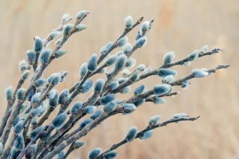 Spring pussy willow branches Stock Photos