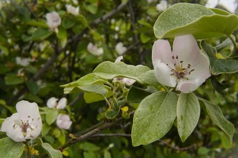 Spring quince blossoms. Stock Photos