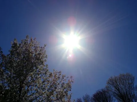 Spring Radiance Stock Photos