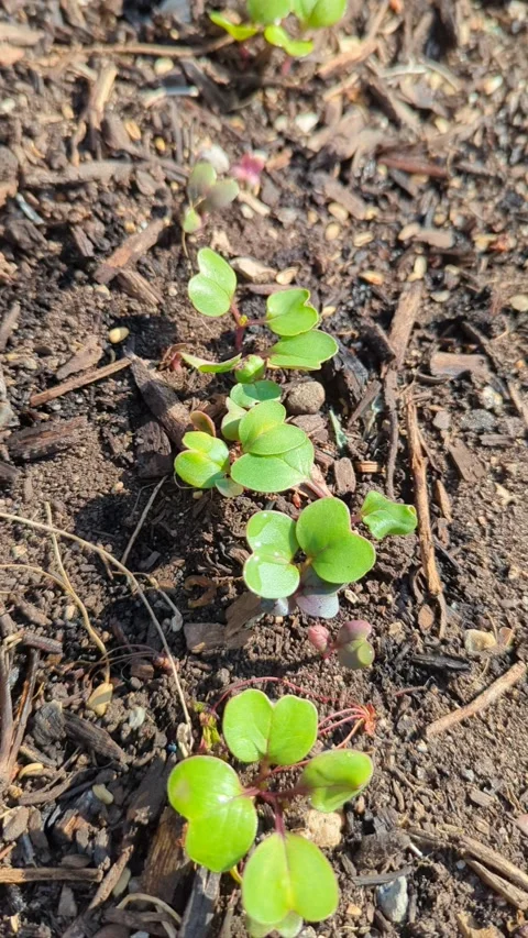 Spring radish starts Stock Footage 298788982