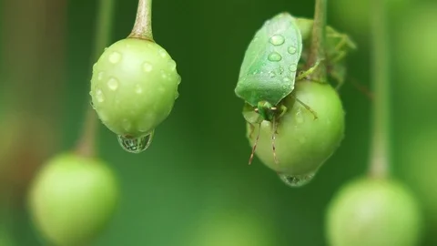 Spring rain (2) Stock Footage 102396158