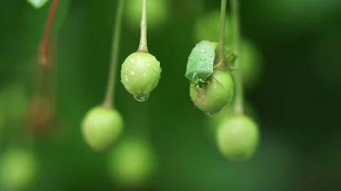 Spring rain (3) Stock Footage 102396157