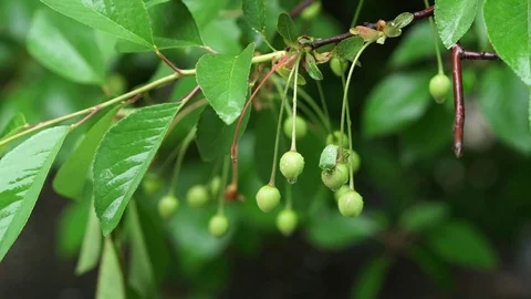 Spring rain (4) Stock Footage 102396146