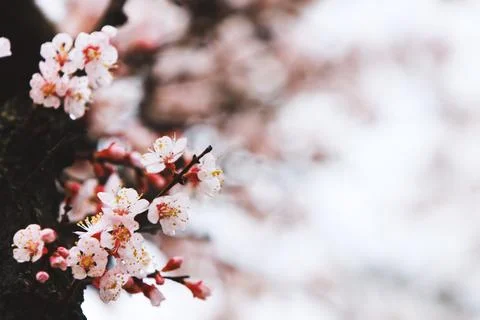 Spring rain and clear raindrops falling on the fresh spring plum blossoms 스톡 사진
