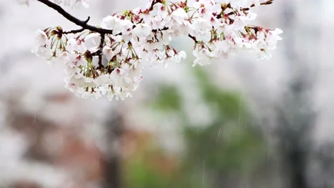 Spring rain and raindrops falling on the cherry blossom trees in spring Stock Footage