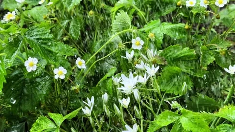 Spring Rain on Blooming Flowers Stock Footage 336559396