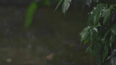 Spring rain close-up against nature background Stock Footage 263339168