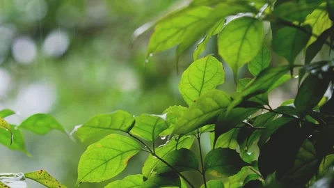 Spring Rain Droplets Falling On Green Leaves 4K Stock Footage 341863373