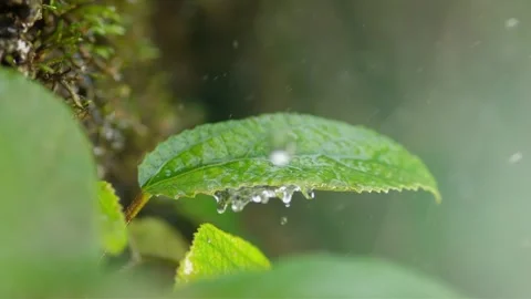 Spring Rain Droplets Falling on Green Plants 4K Stock-Footage 346472204