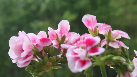 Spring rain drops on flowers, raining weather view of pink geraniums Stock Footage 159584680