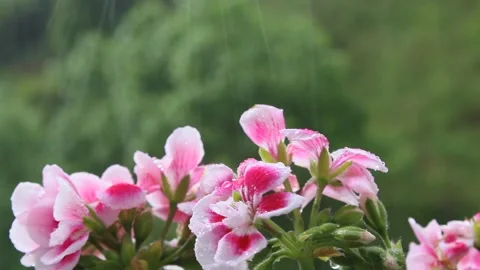 Spring rain drops on flowers, raining weather view of pink geraniums Stock-Footage 159584825