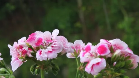Spring rain drops on flowers, raining weather view of pink geraniums Stock Footage 159584828