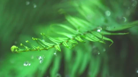 Spring Rain Falling on Blooming Flowers Close Up 4K Stock Footage 346472203