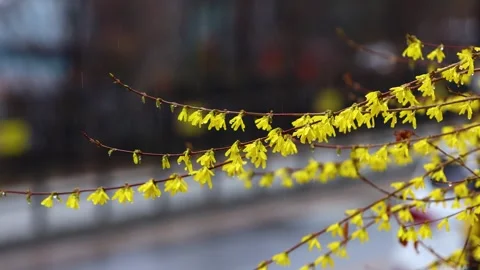 Spring rain falling on forsythia flowers and rain sound ASMR Stock Footage 332606308