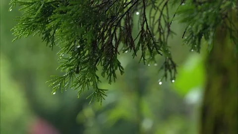 Spring Rain Falling Gently on Fresh Green Grass in Natural Outdoor Scenery Stock Footage 341908992