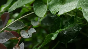Spring rain falling on green leaves Stock Footage 85678396