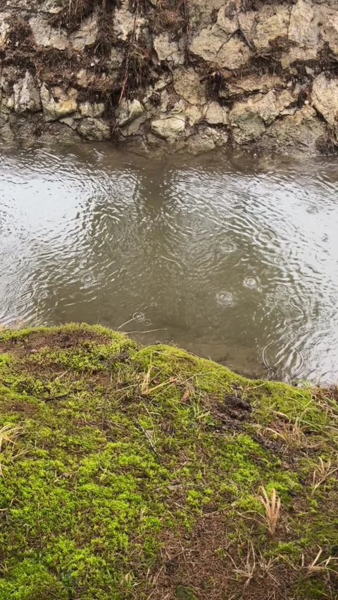Spring Rain Falling on Muddy Water Surface with Fresh Green Moss and Reflection Stock Footage 329549617