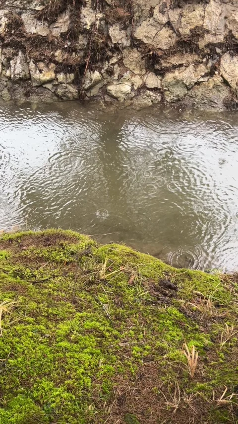 Spring Rain Falling on Muddy Water Surface with Fresh Green Moss Vídeo Stock 329552844