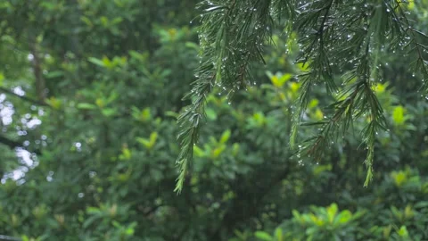 Spring rain falling on pine tree needles in a lush green forest garden Video stock 347038682