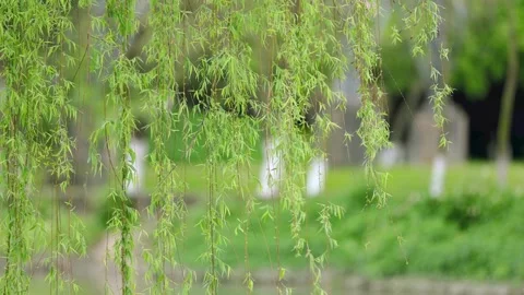 Spring Rain Falling on Willow Branches in Tranquil Riverside Scenery Vídeos de archivo 333044172