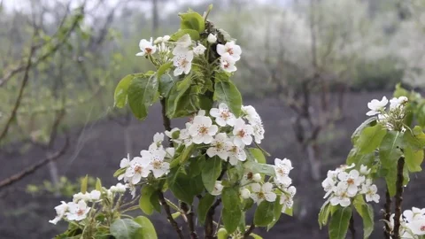 Spring rain falls Stock Footage 76393288