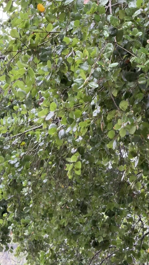 Spring rain falls on an oak tree vertical Stock Footage 308593120