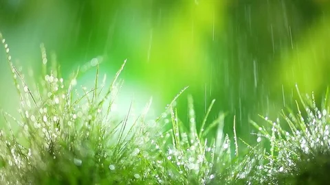 Spring rain falls on young green grass. green blurred background. drops Stock Footage 128108754