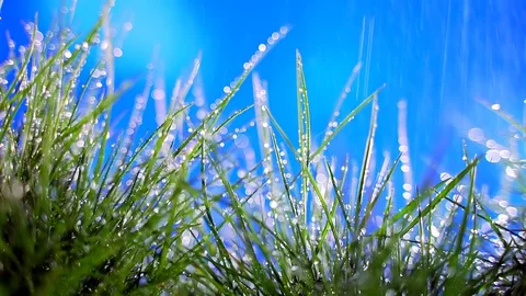 Spring rain falls on young green grass. on blue sky background. drops of water Stock Footage 128108973