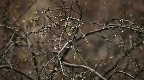 Spring Rain Video stock 720903