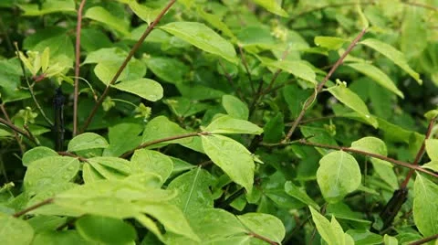 Spring Rain Video stock 10592360