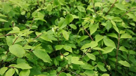 Spring Rain Stock Footage 10592398