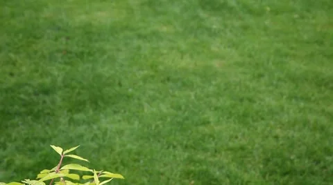 Spring Rain Stock Footage 10592466