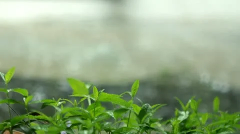 Spring Rain Stock Footage 10878921