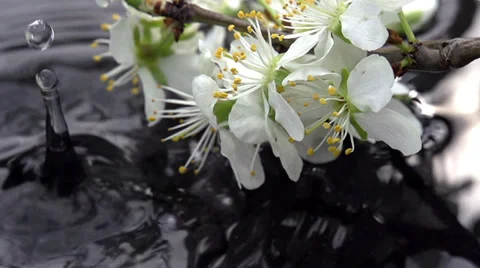 Spring Rain Видео 37759706