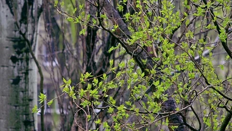 Spring rain Stock Footage 75229605