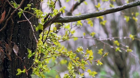 Spring rain Stock Footage 75230151
