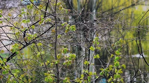Spring rain Stock Footage 75230879